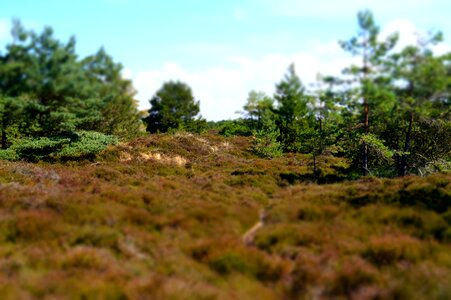 Nature tiltshift heathland