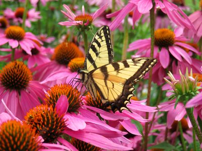Echinacea pink colorful