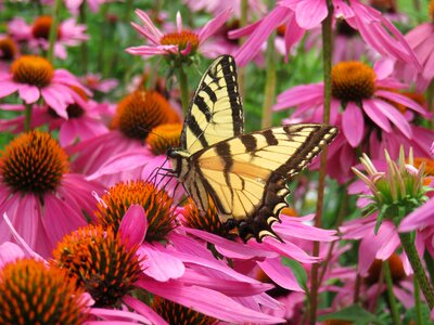 Echinacea pink colorful photo