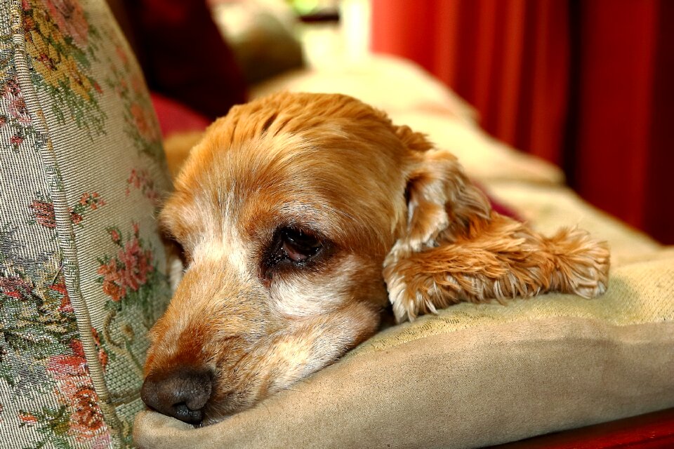Pensive melancholy