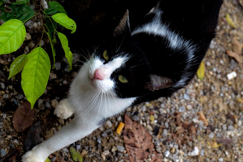 Cat eyes animals