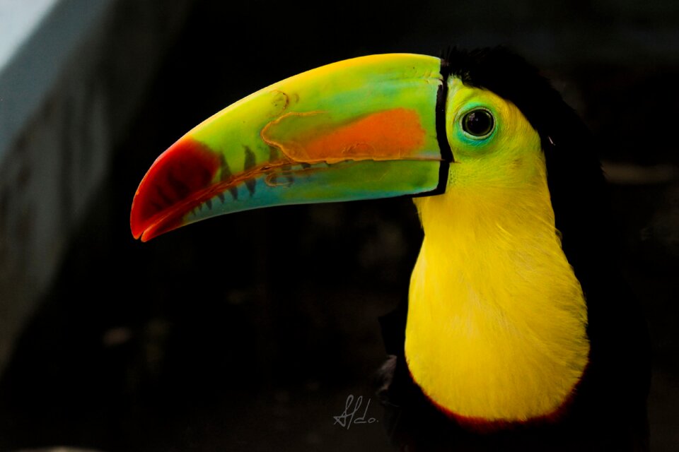 Nature colors birds
