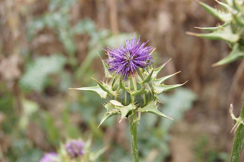Purple violet plant
