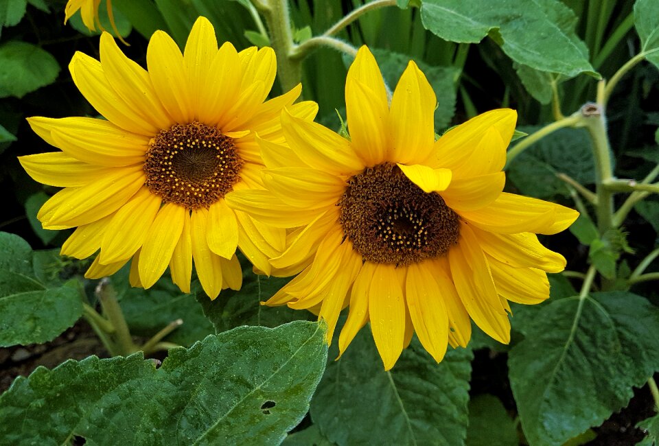 Bloom petal sunflowers photo