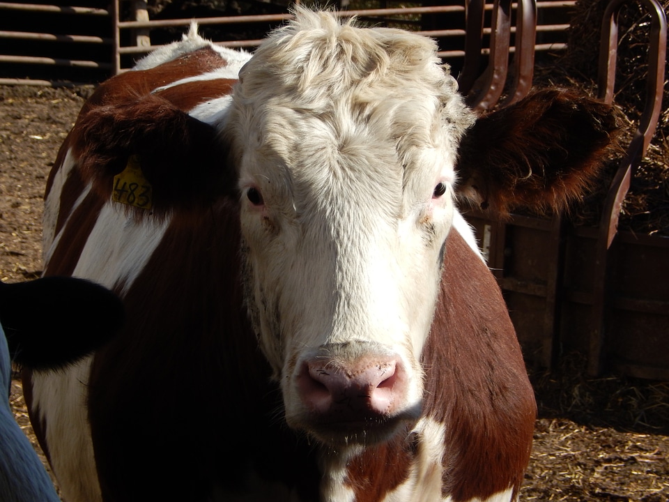 Cattle farm mammal photo