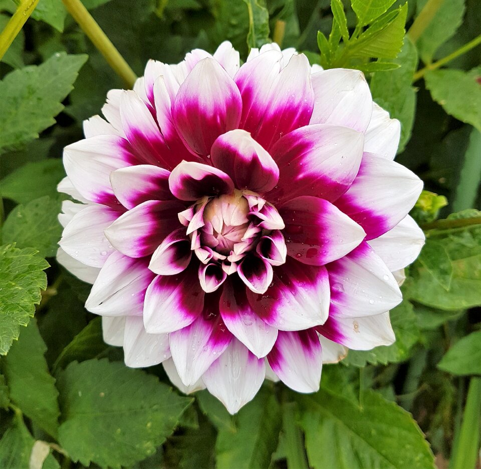 Bloom petal dahlia
