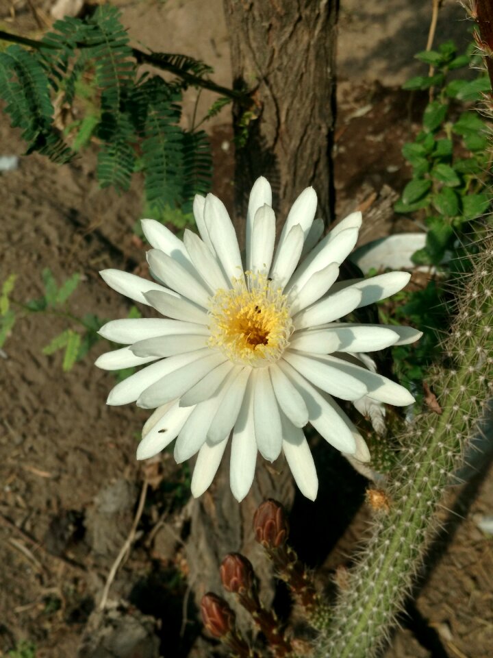 Flowers cactus nature