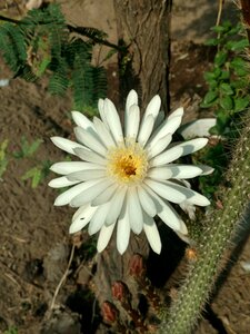 Flowers cactus nature