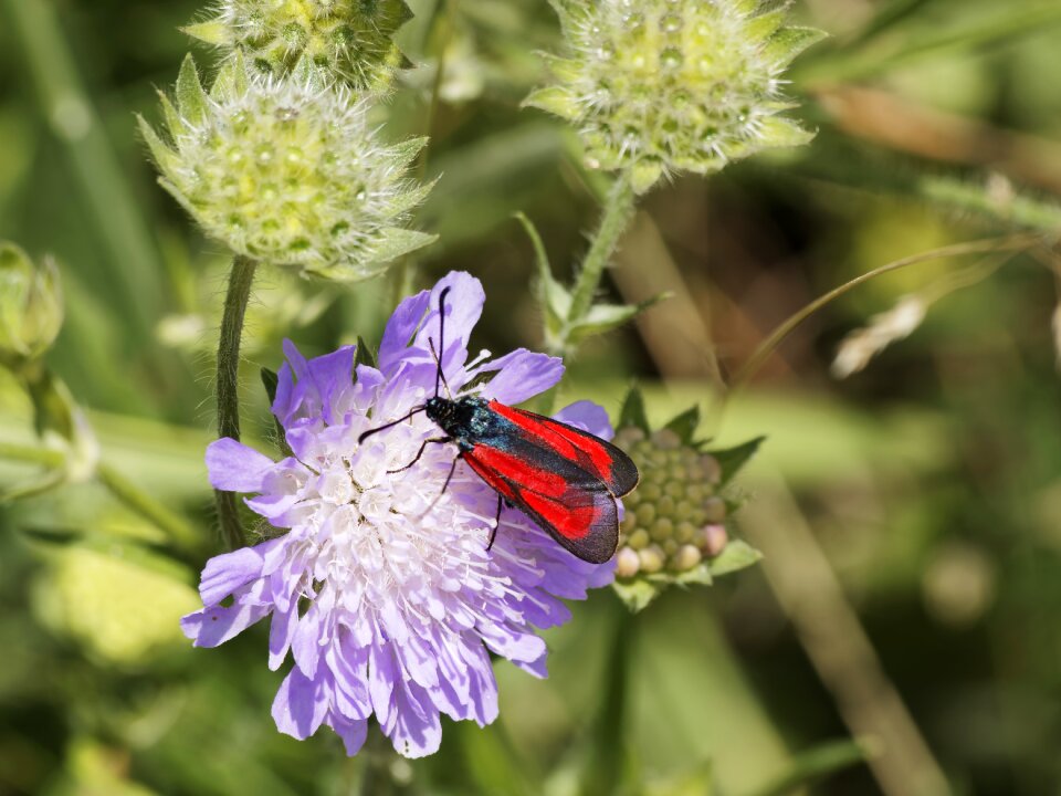 Butterflies thymian-widderchen transparent burnet