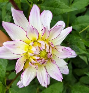 Bloom petal dahlia