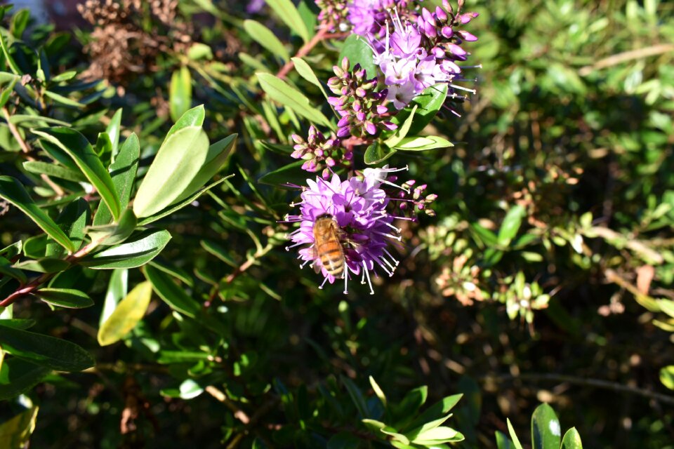 Pollen insect nature