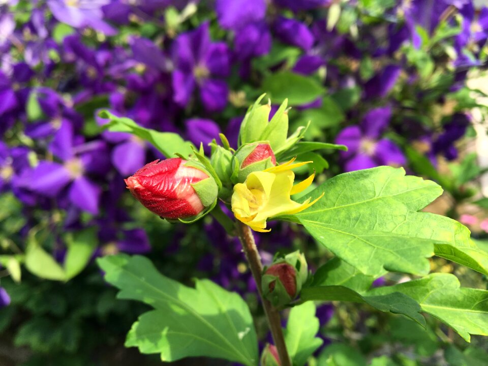 Bud garden nature