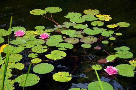 Aquatic plant water lily water photo