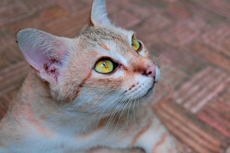 Animals pets curious