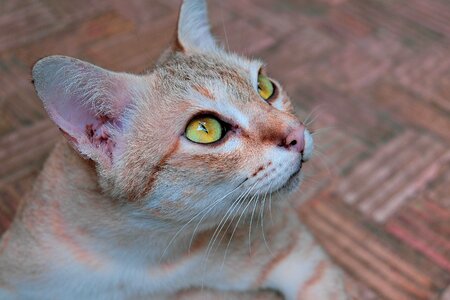 Animals pets curious