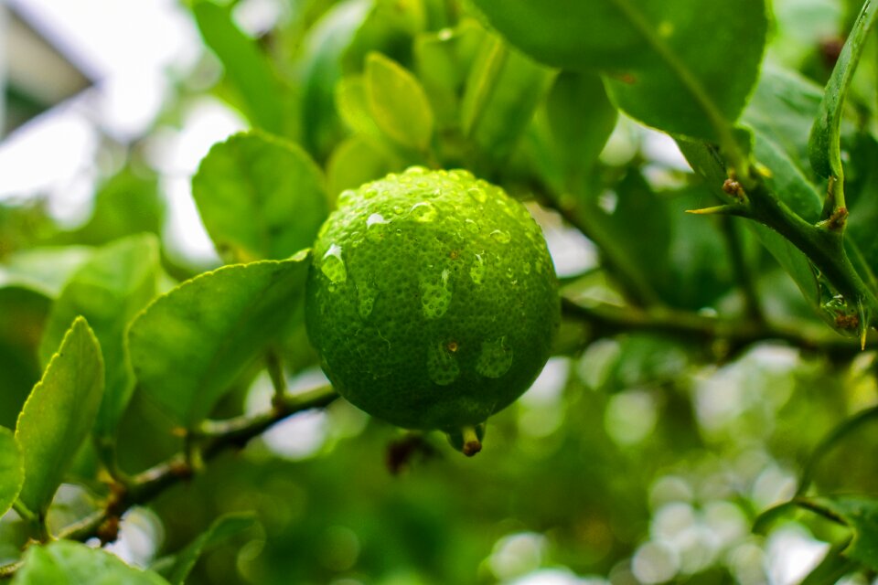 Nature citrus lemon with drops of rain