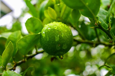 Nature citrus lemon with drops of rain photo