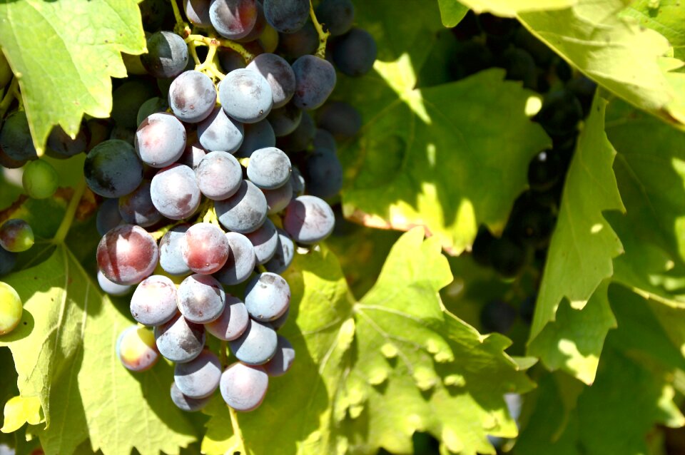 Plant fruit nature