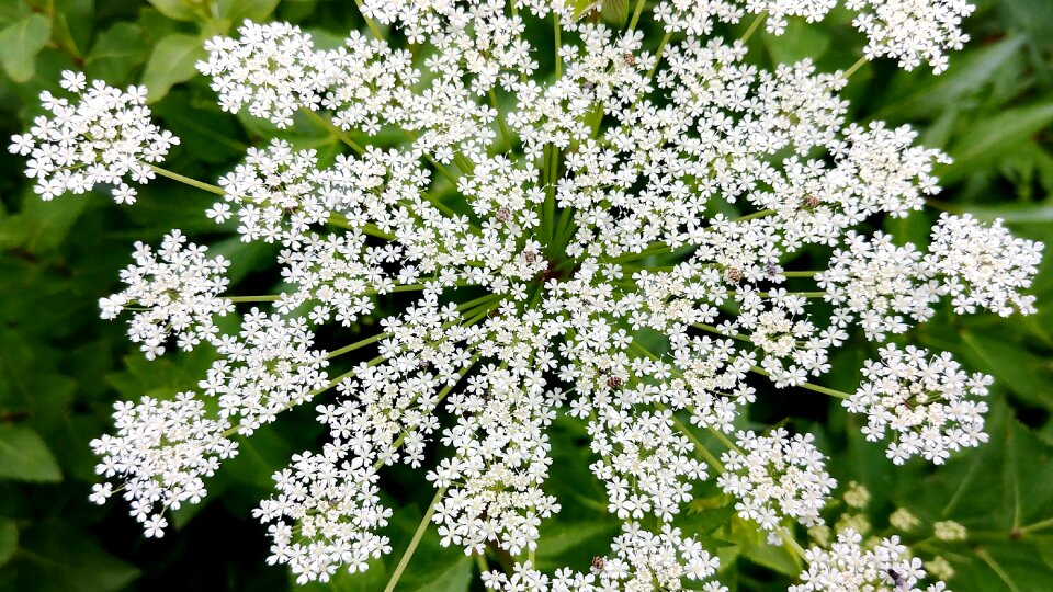 Angelica flower white flowers summer flowers photo