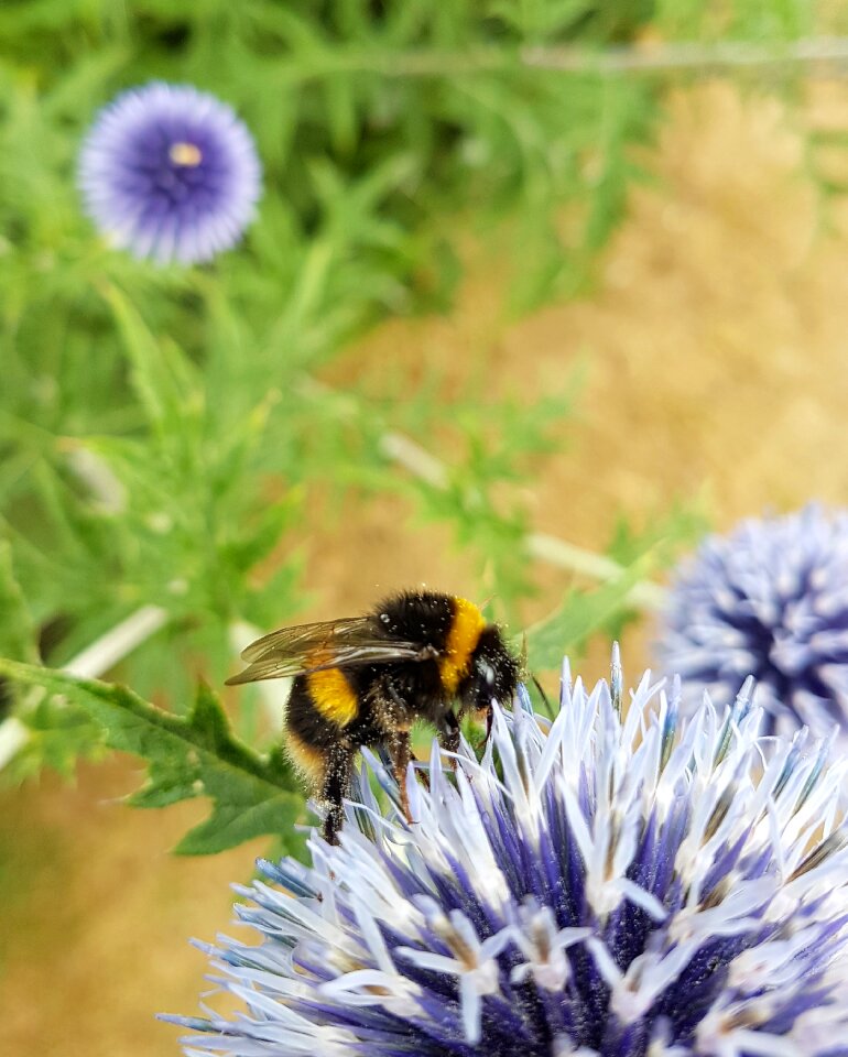 Bloom petal bee