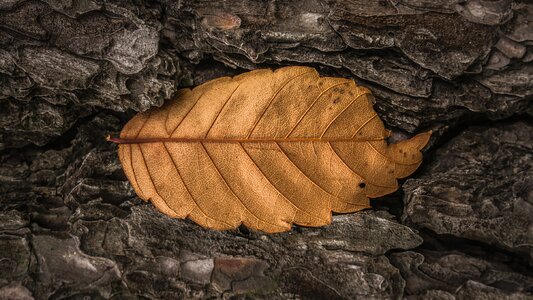 Nature autumn leaf photo
