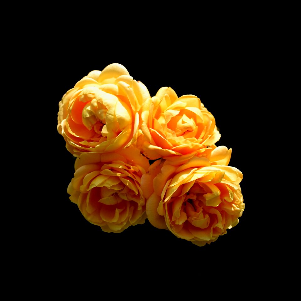 Bloom romance orange