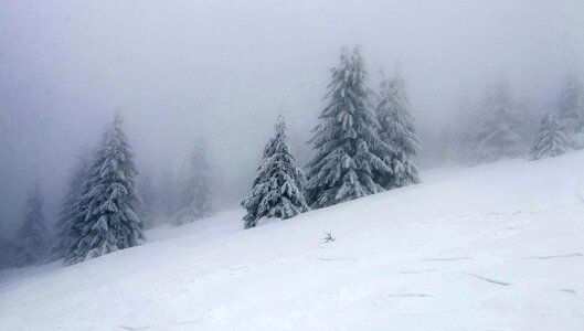 Skis country the fog