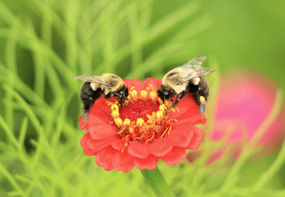 Pollen bloom