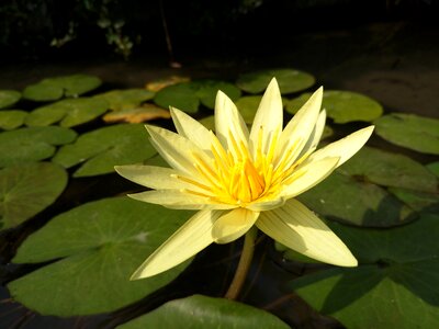 Lotus plant flower