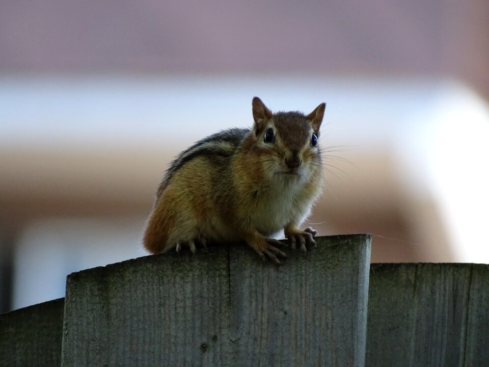 Rodent hairy mammal