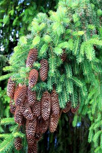 Spruce pine pine cone photo