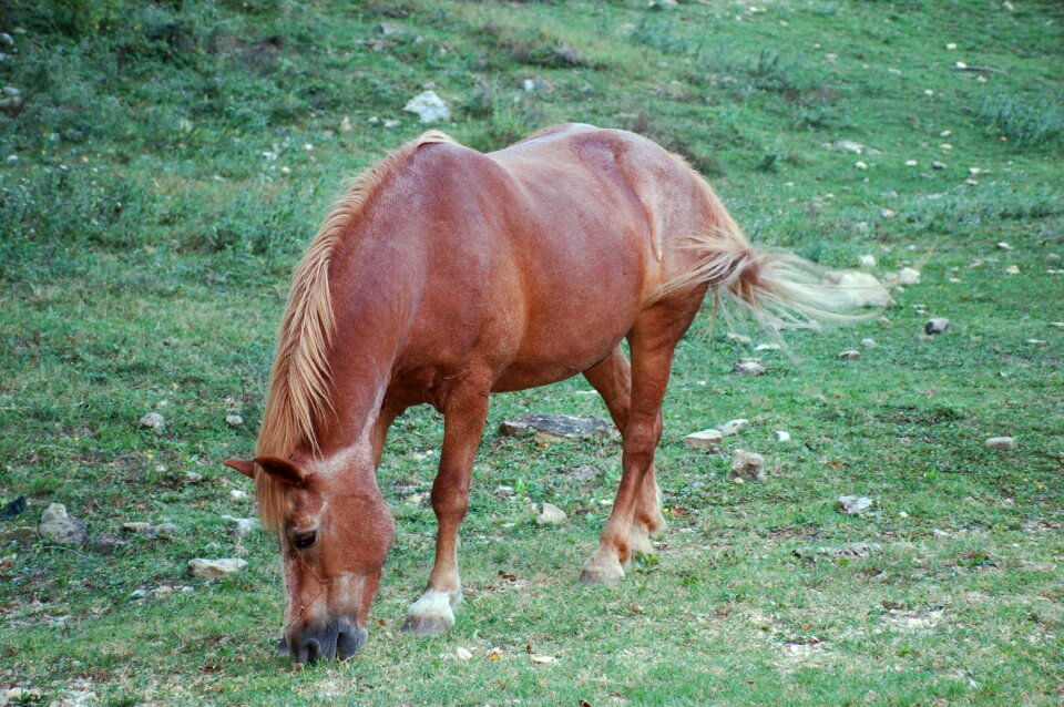 Animals pasture campaign