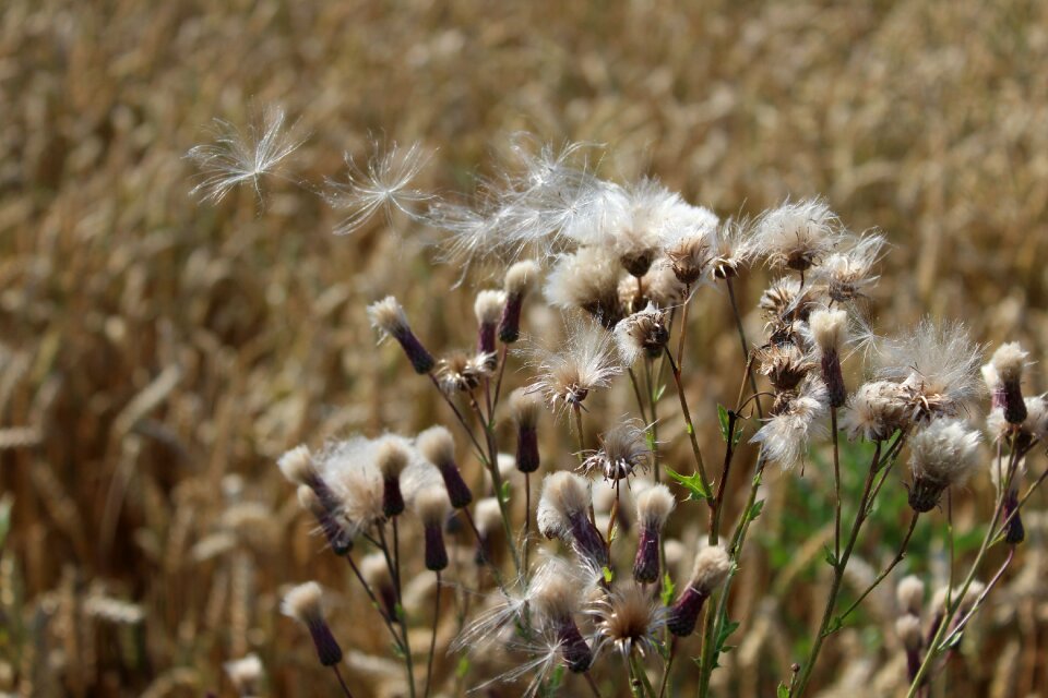 Grass herbs wheat