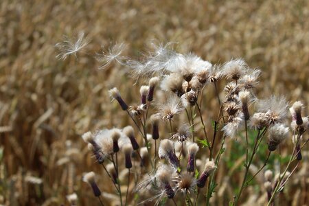 Grass herbs wheat