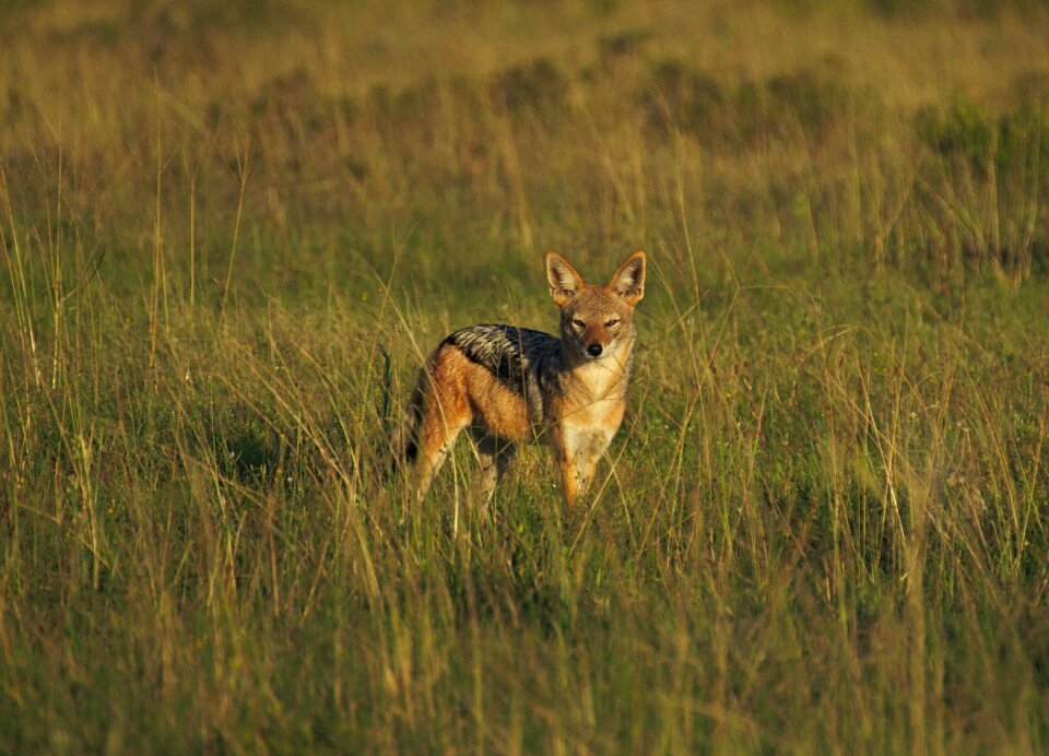 Pilanesberg national park