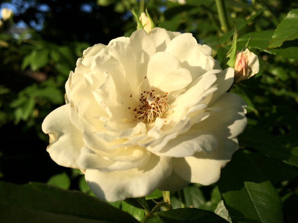 Bloom flower garden