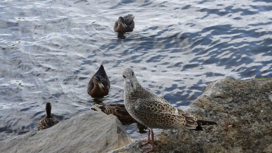 Ducks animals