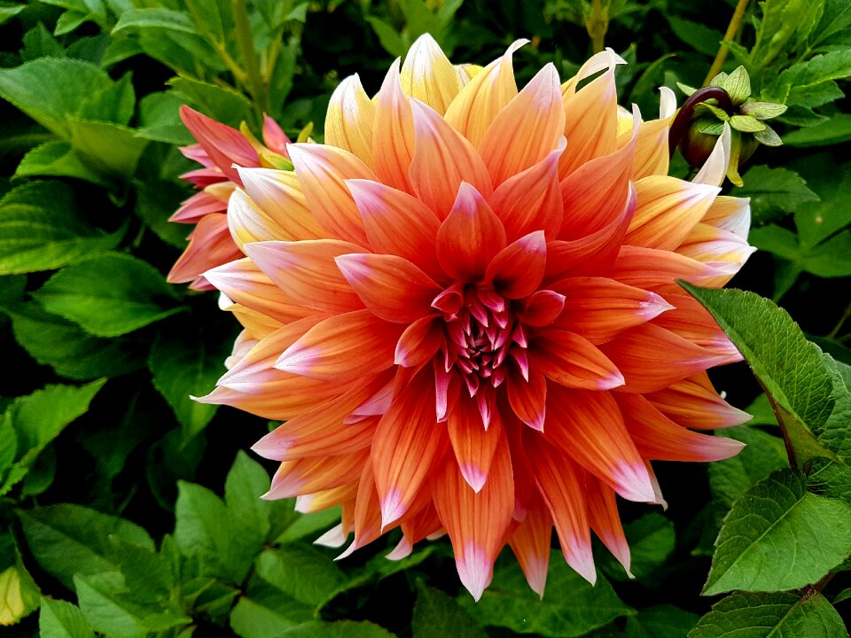 Bloom petal dahlia