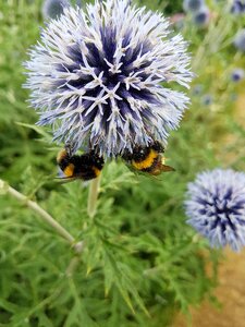 Bloom petal bees photo