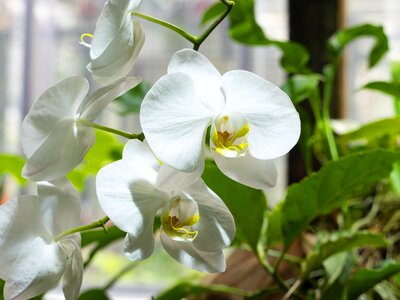 White tropical plants photo