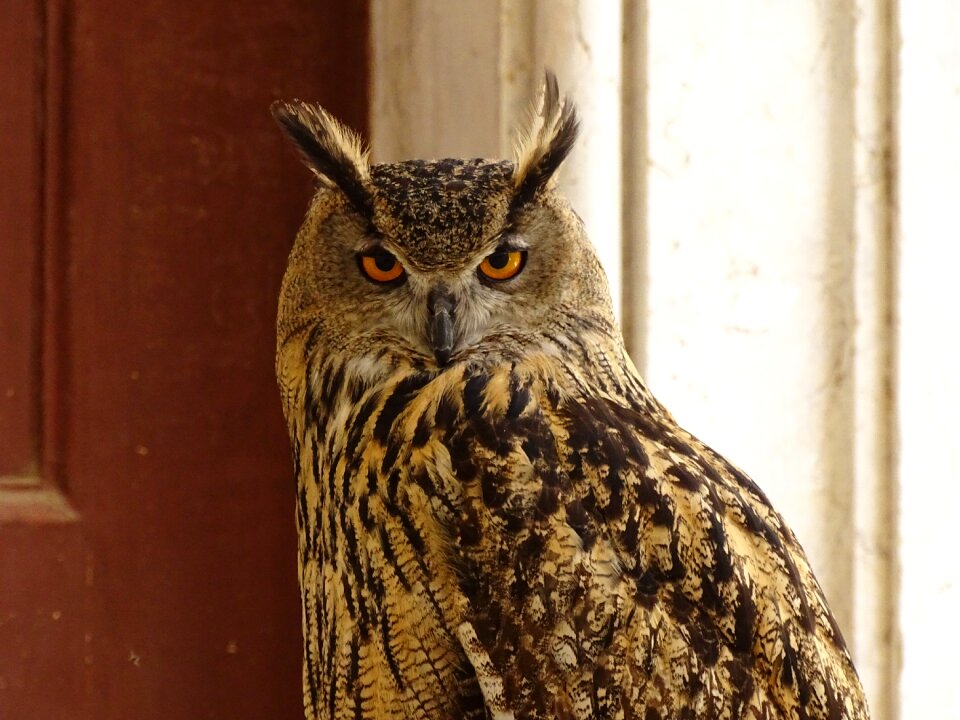 Animal eyes plumage