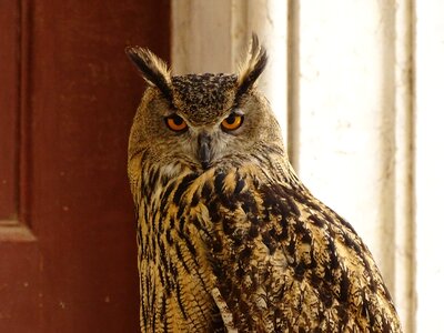 Animal eyes plumage