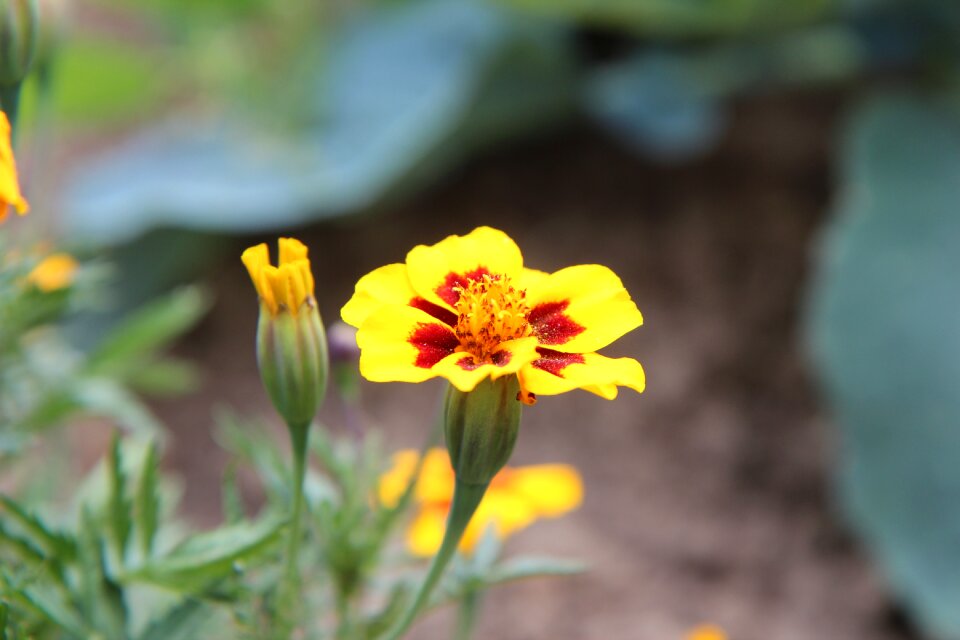 Carnation of india flower tagetes