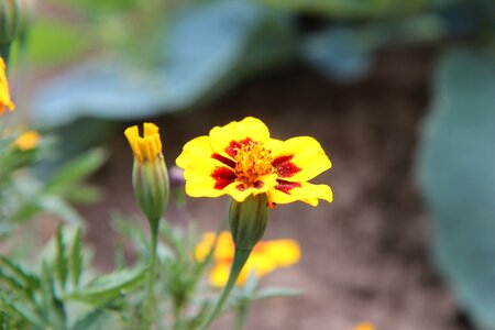 Carnation of india flower tagetes photo