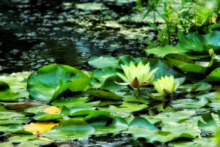 Flower incomplete water photo