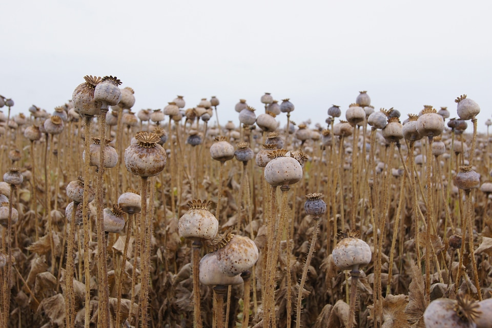 Poppy capsule faded klatschmohn