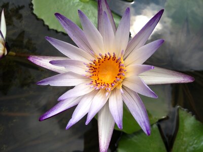 Plant flower bloom