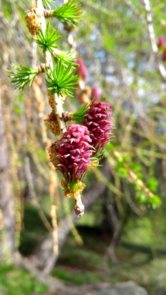 In the free plant summer