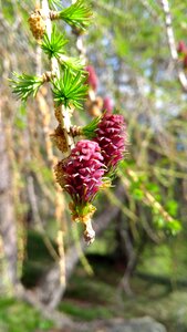 In the free plant summer