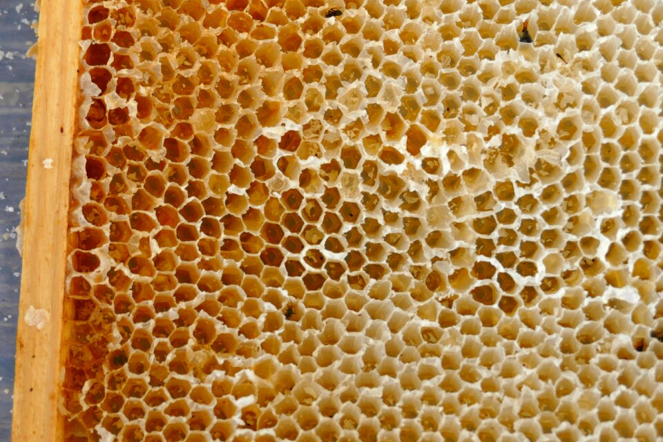 Beekeeper beekeeping combs